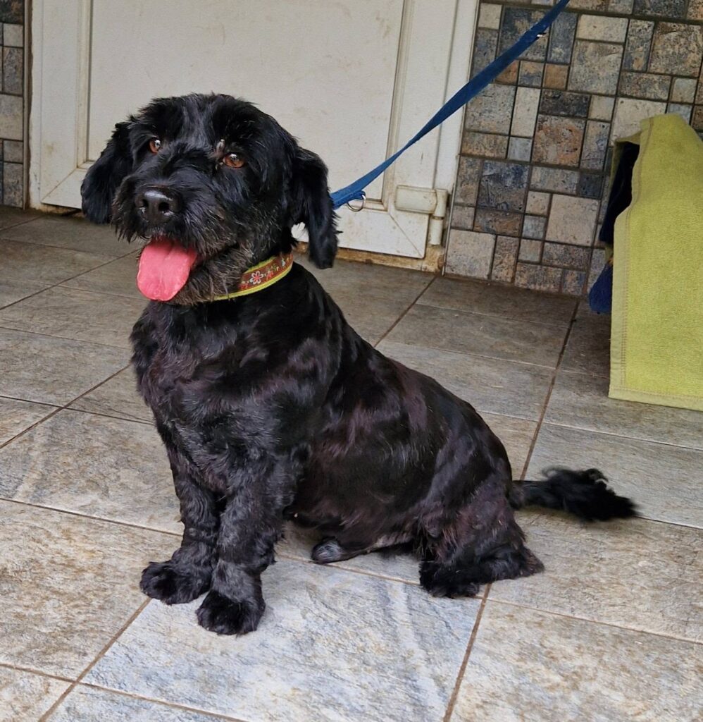 Schwarzer Hund sitzt, wedelt