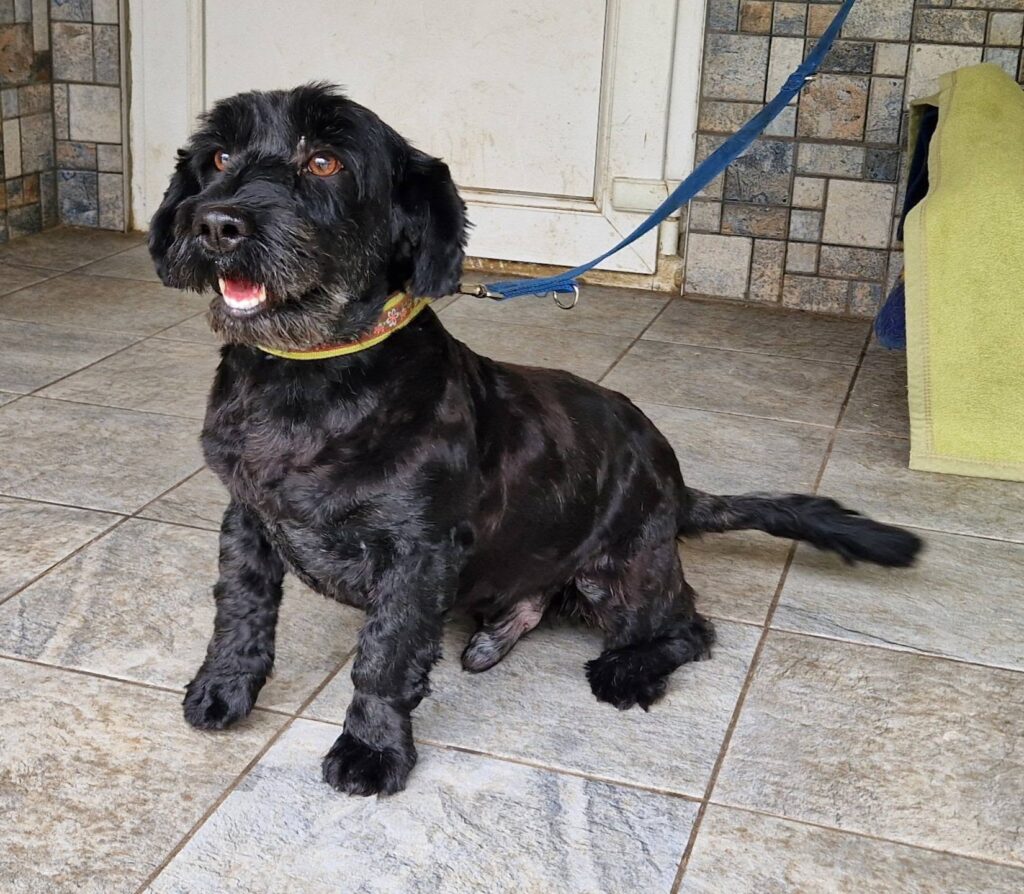 Schwarzer Hund sitzt an Leine