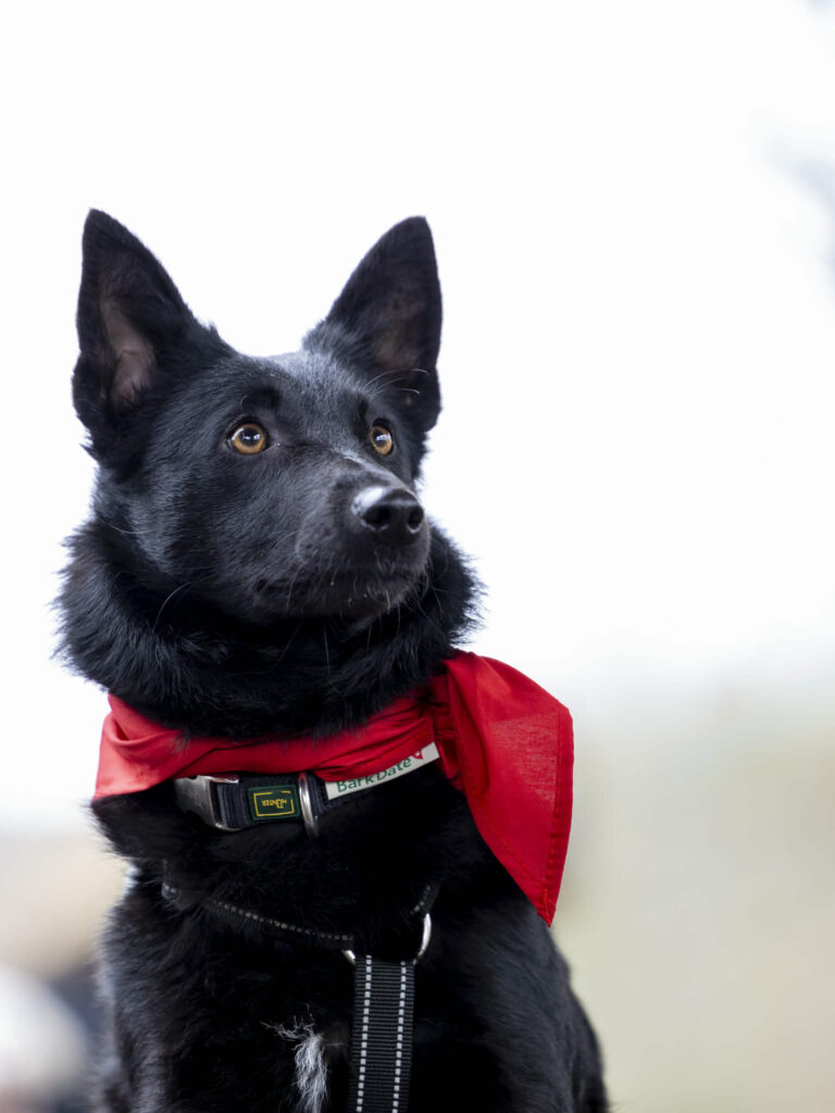 Schwarzer Hund mit rotem Umhang