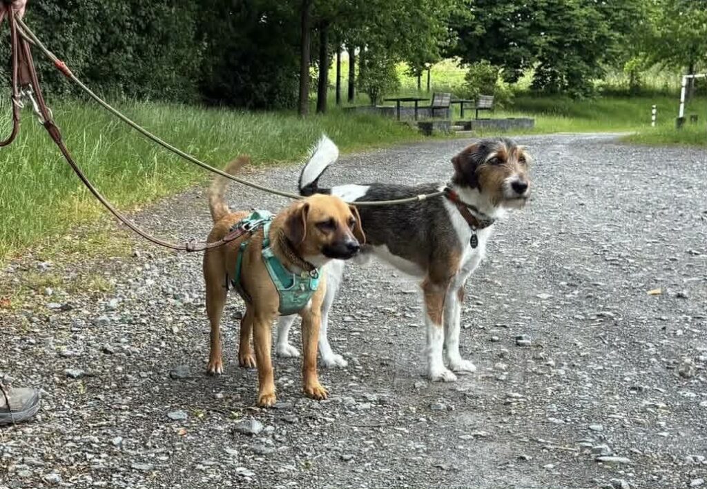 Zwei Hunde an der Leine
