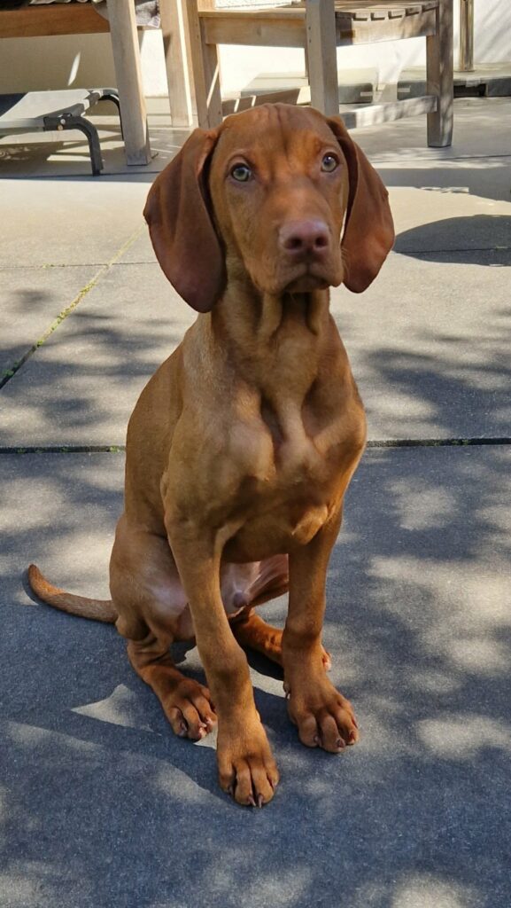 Brauner Vizsla sitzt draußen