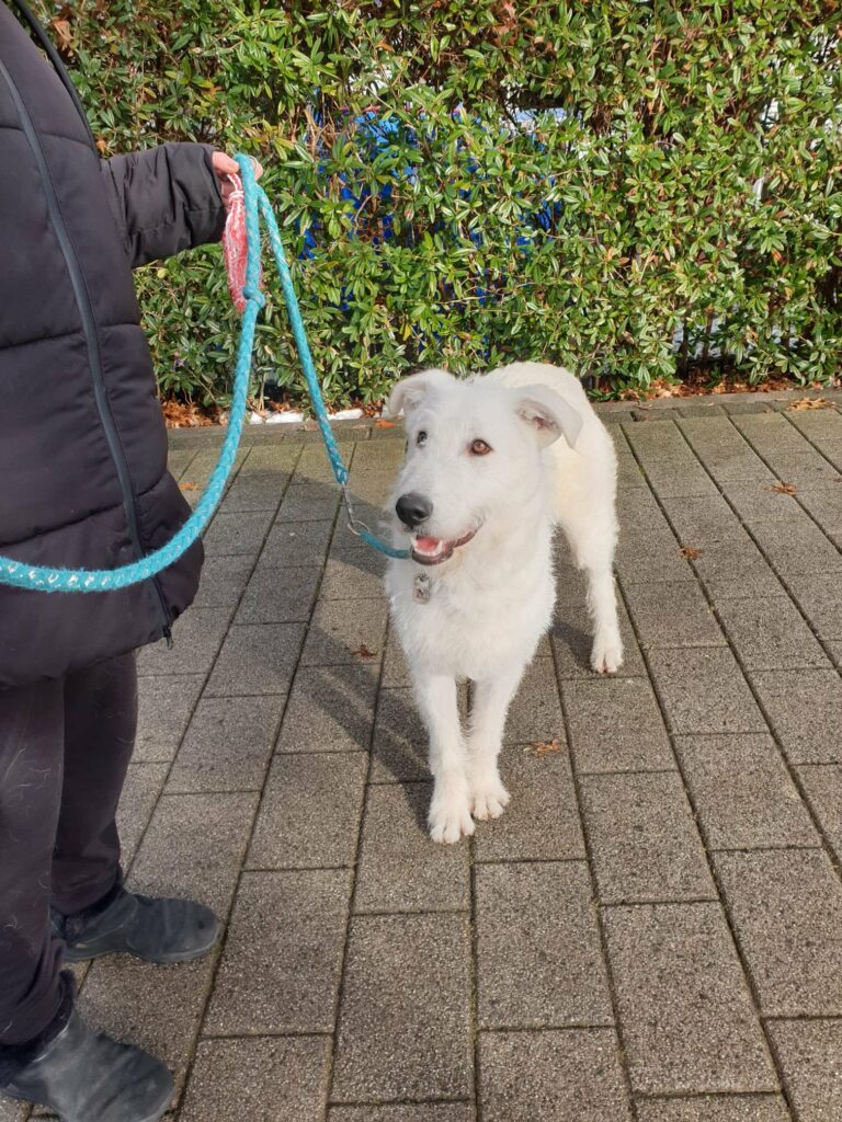 Weißer Hund an der Leine