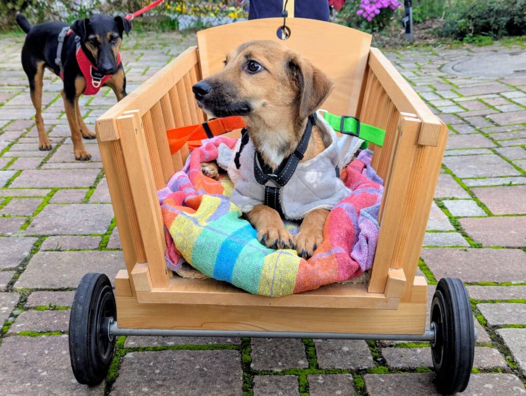 Welpe im Wagen mit Hund