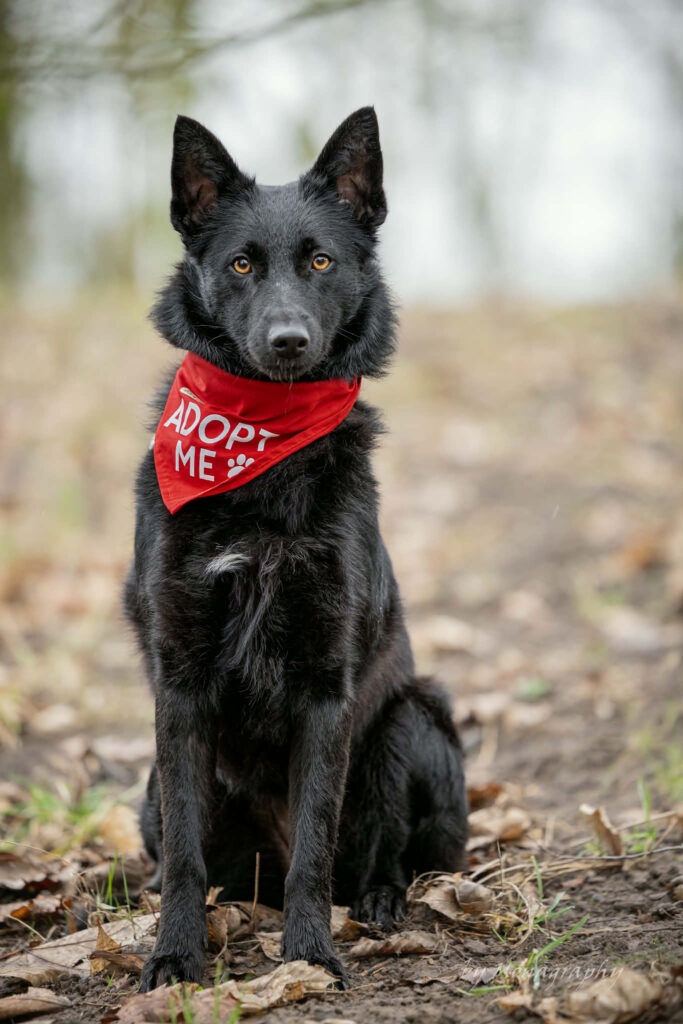 Schwarzer Hund mit rotem Bandana