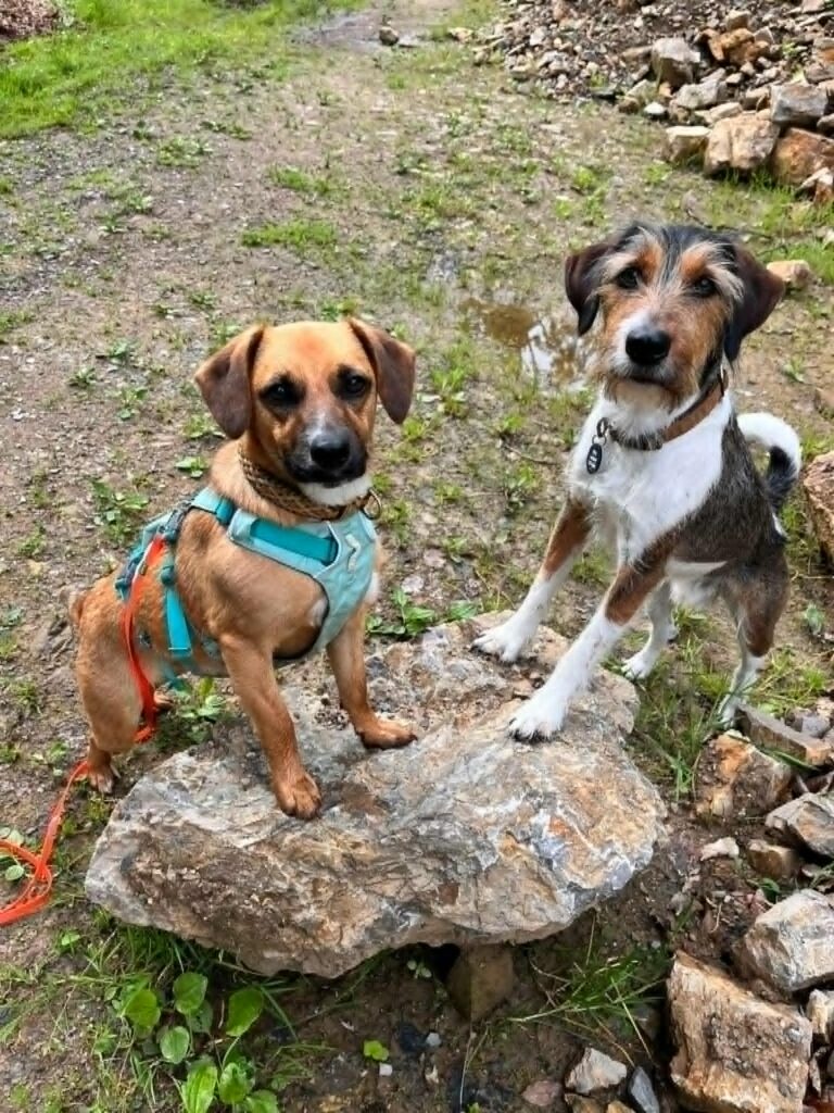 Zwei Hunde auf Felsen