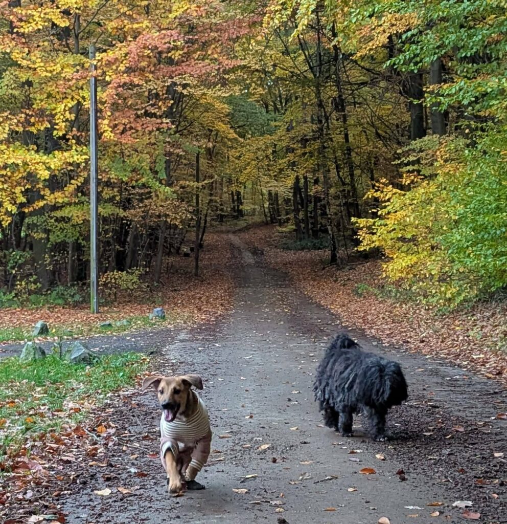 Hunde im Herbstwald