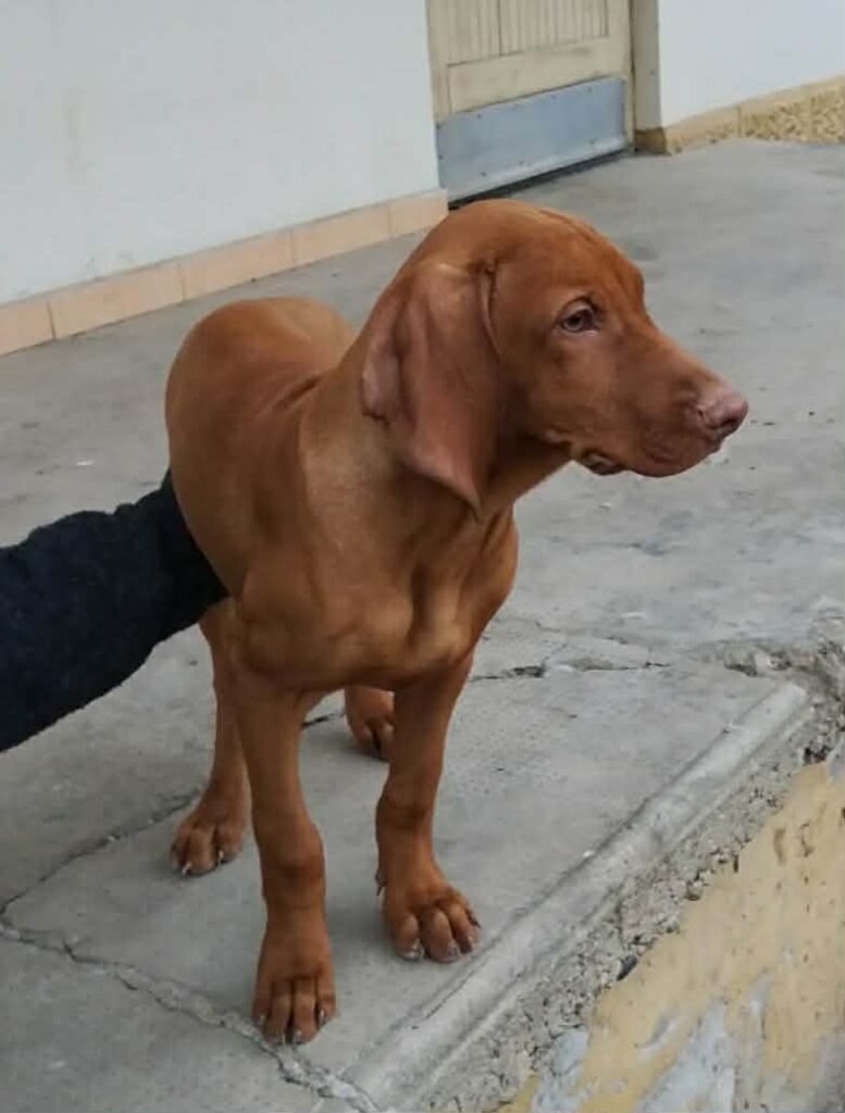 Brauner Hund auf Beton
