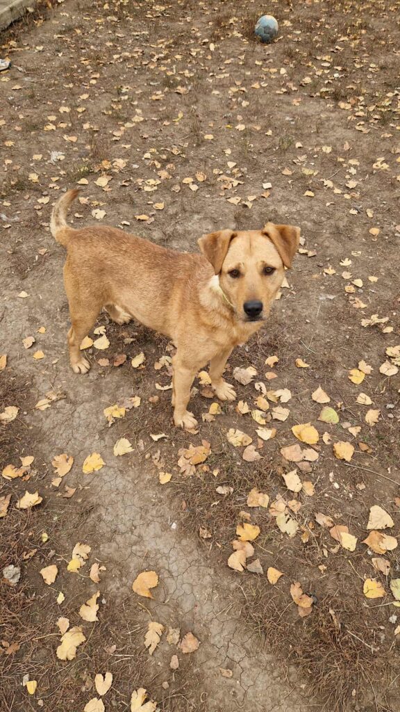 Brauner Hund im Herbst