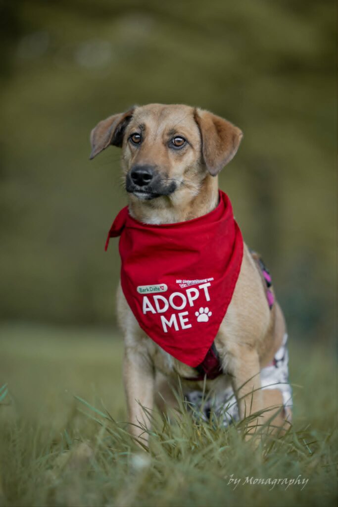 Hund sucht Zuhause