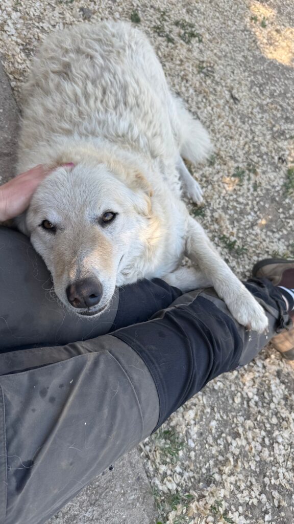 Großer weißer Hund streichelt