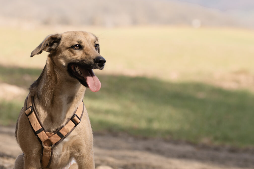 Brauner Hund mit Geschirr