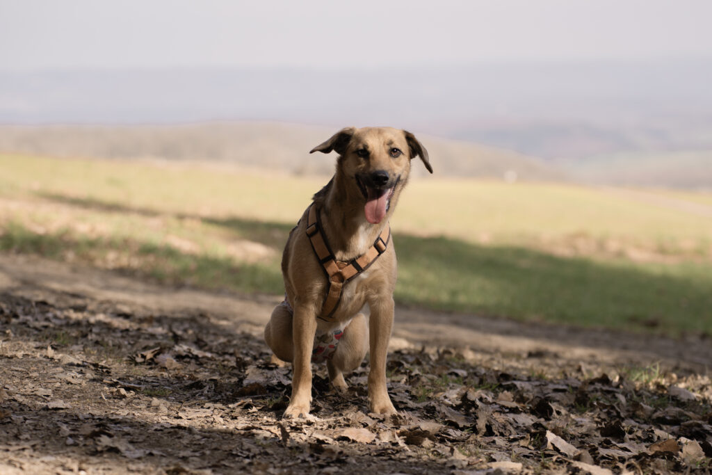 Sitzender Hund in der Natur