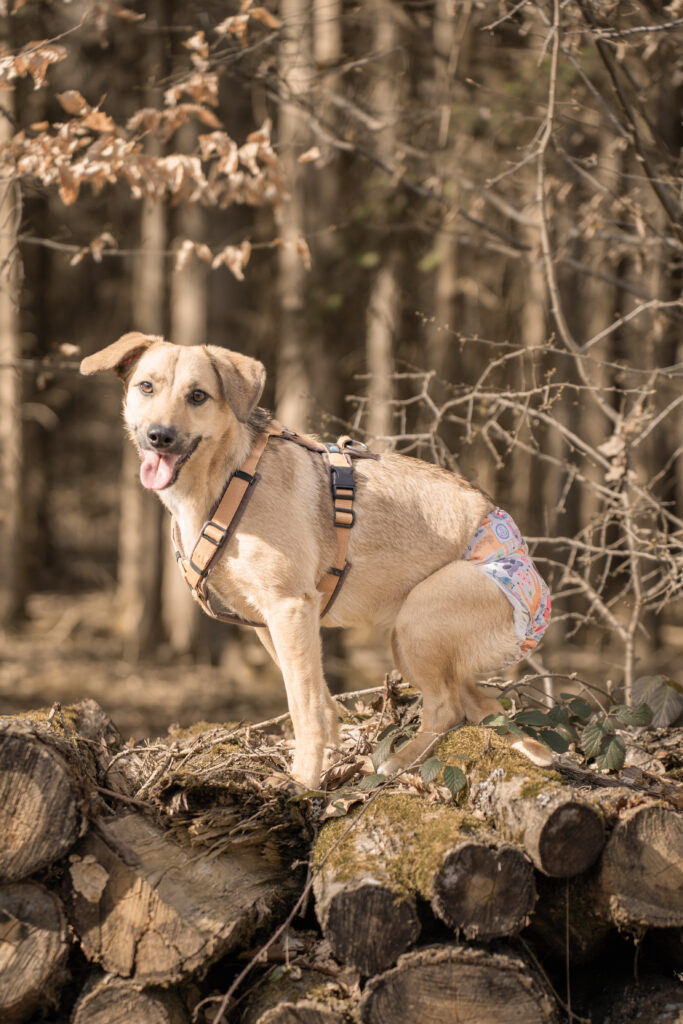 Hund mit Geschirr im Wald