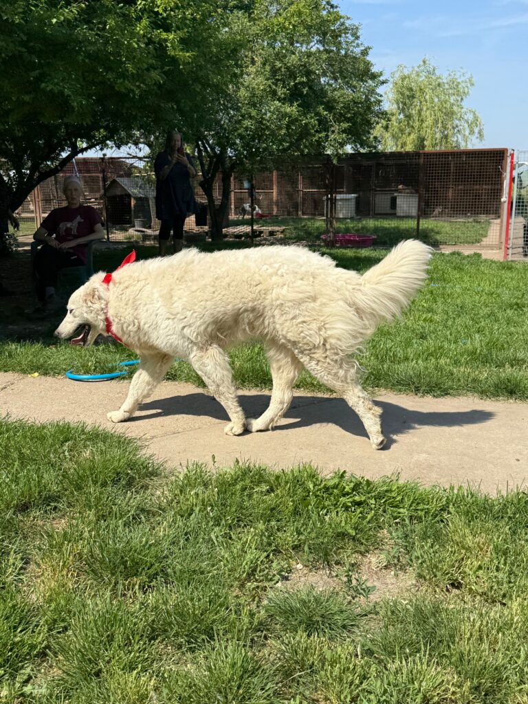 Weißer Hund mit rotem Halsband