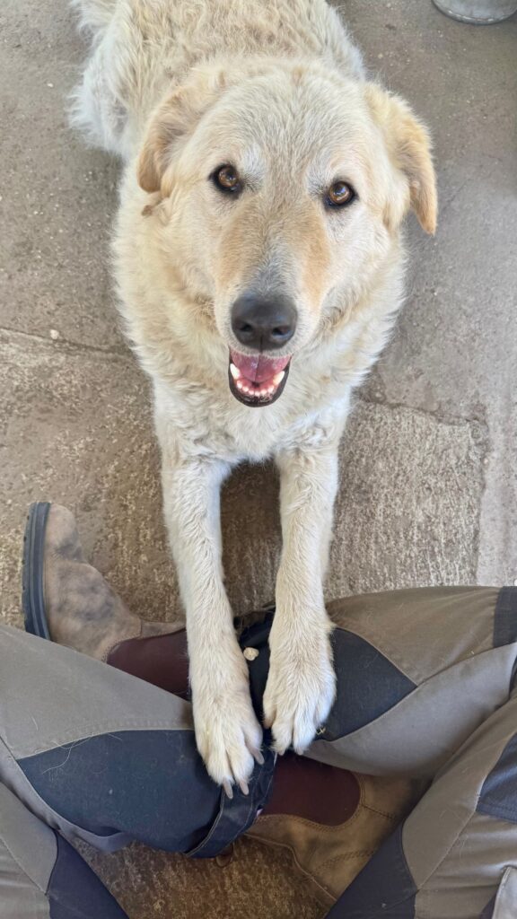 Süßer Hund wartet auf {{site_name}}
