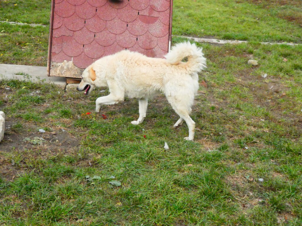 Weißer Hund spielt draußen