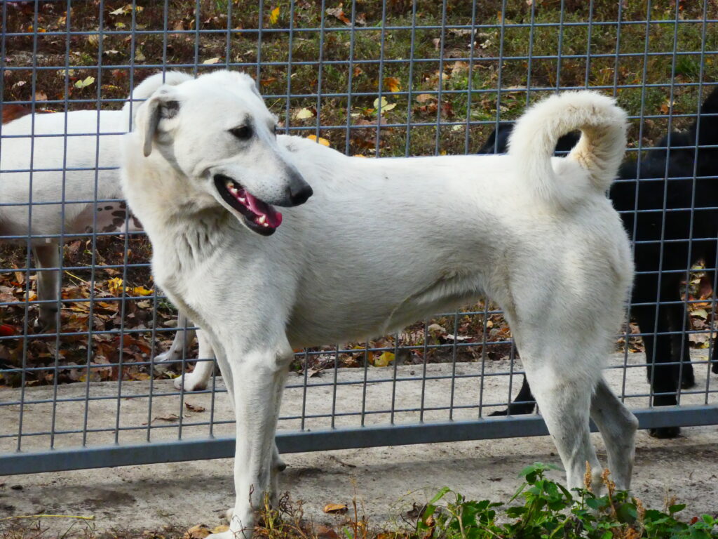 Weißer Hund steht hinter Zaun