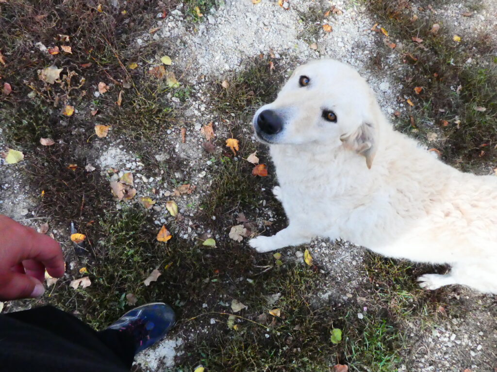 Weißer Hund schaut nach oben