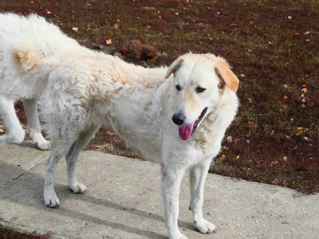 Weißer Hund steht auf Beton
