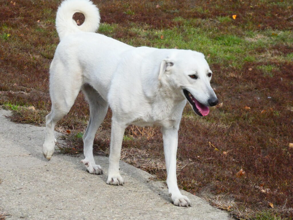 Weißer Hund im Freien