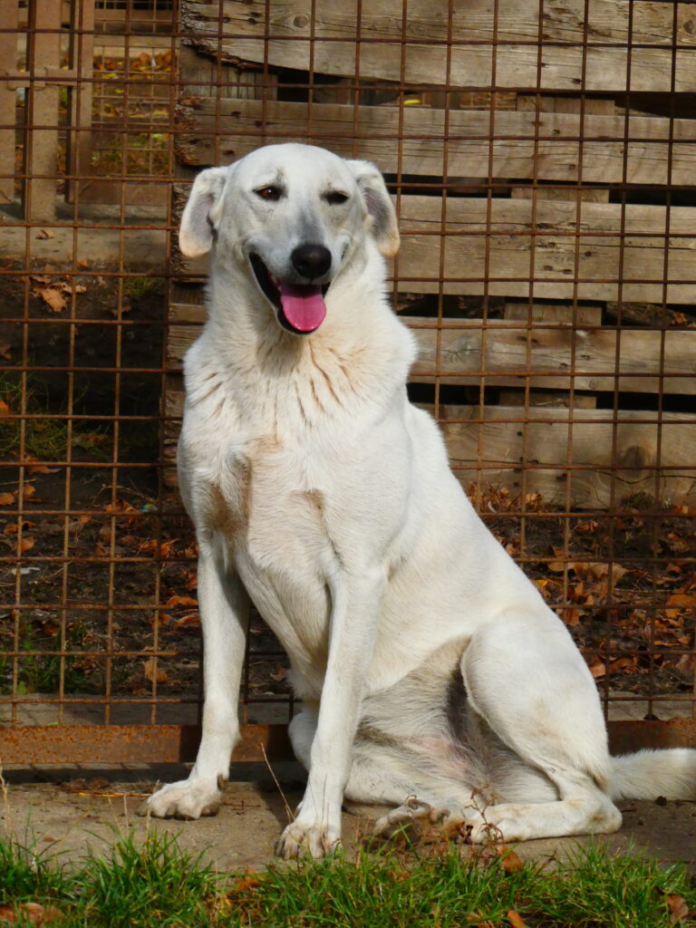 Großer weißer Hund sitzt