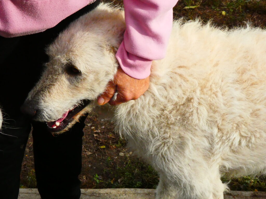 Hund mit rosafarbenem Pullover