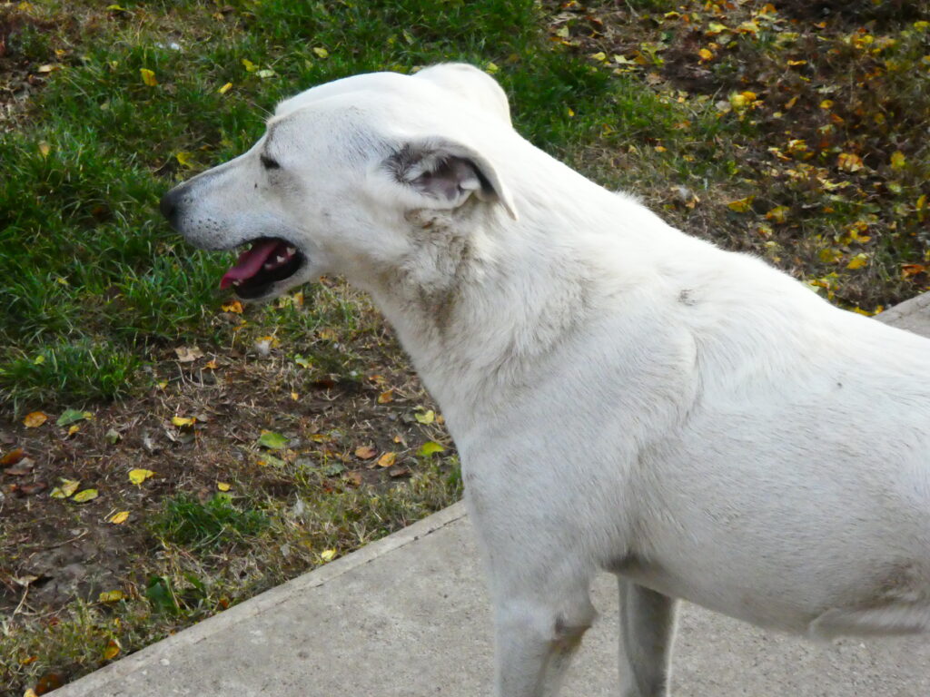 Weißer Hund im Freien