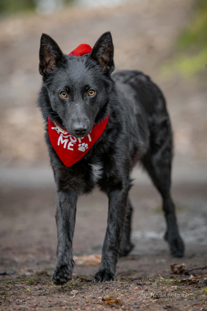 Schwarzer Hund mit rotem Halstuch