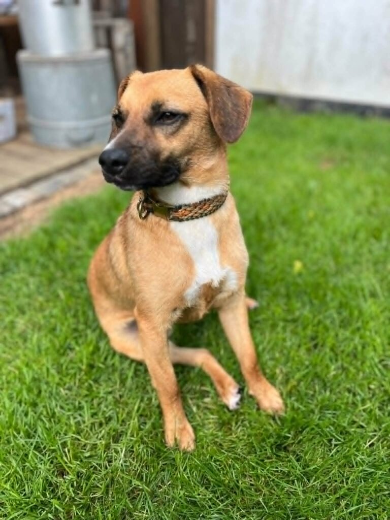 Brauner Hund sitzt im Gras