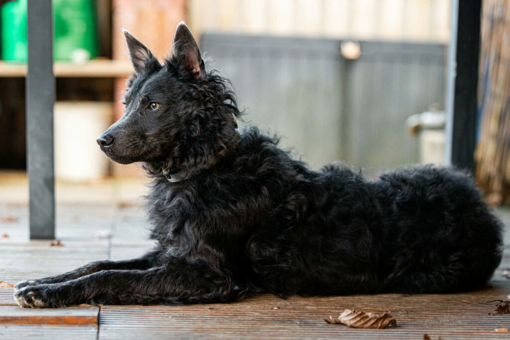 Schwarzer Hund liegt auf Holz