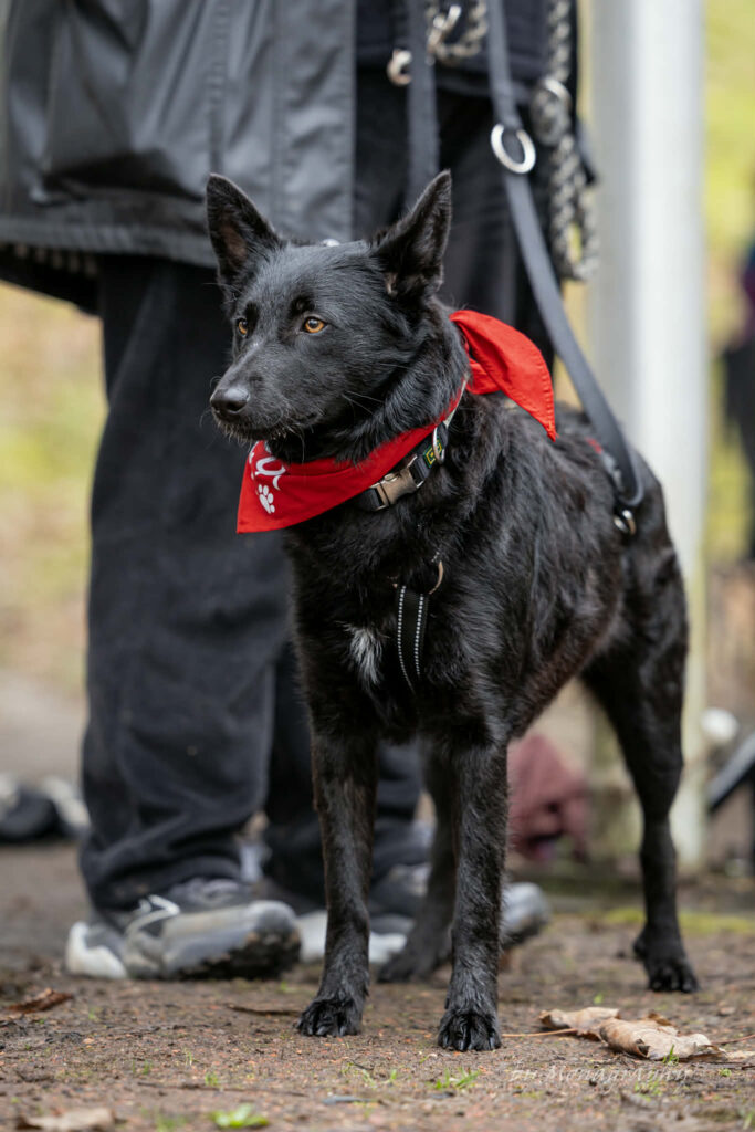 Schwarzer Hund mit rotem Bandana