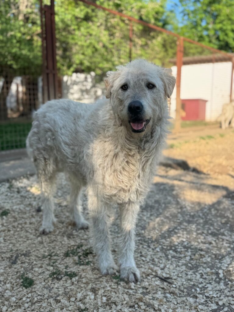 Weißer Hund steht draußen