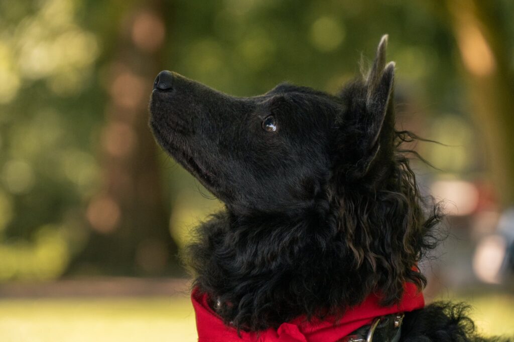 Schwarzer Hund mit rotem Halstuch