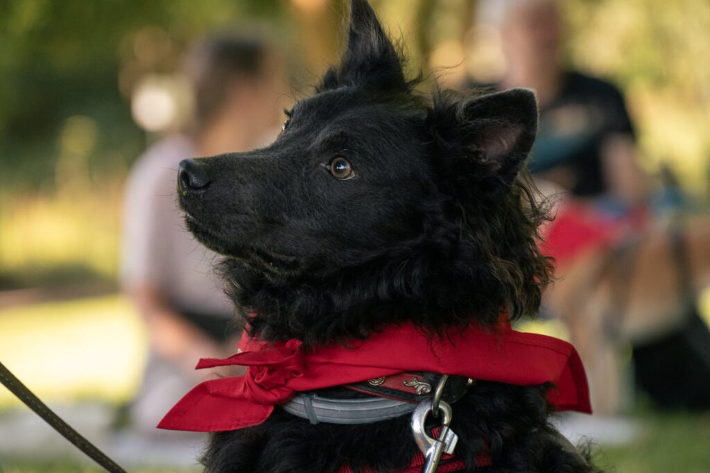 Schwarzer Hund mit rotem Halstuch