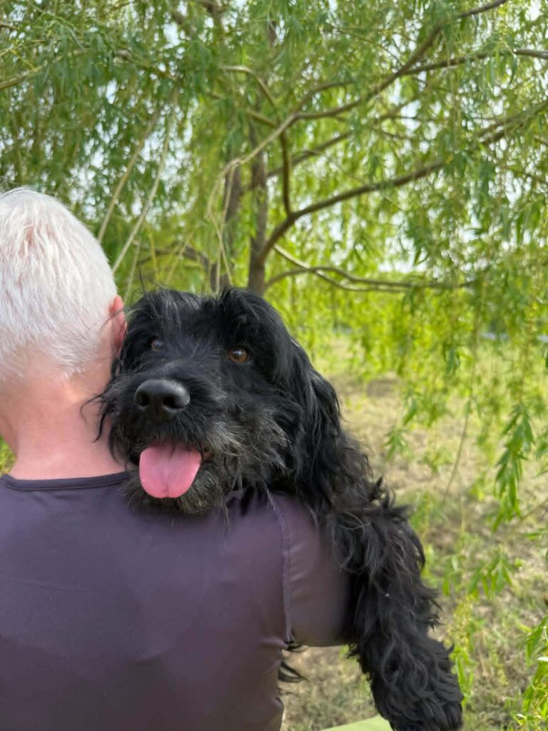 Schwarzer Hund liegt auf Schulter