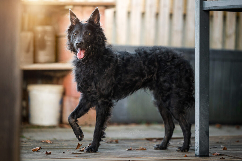 Schwarzer Hund mit Locken