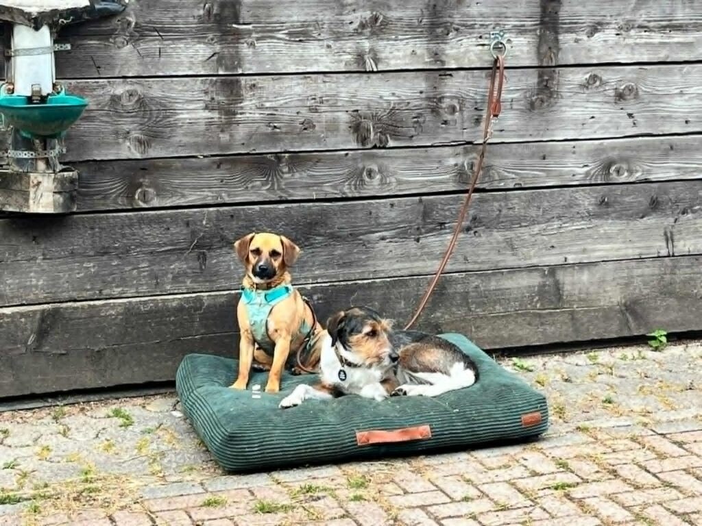 Zwei Hunde ruhen sich aus