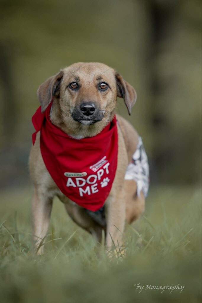 Brauner Hund mit roter Bandana