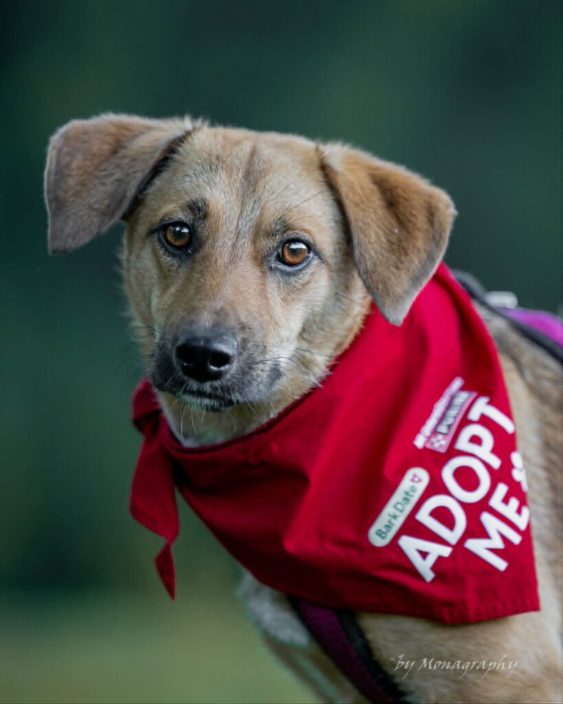 Hund mit rotem "Adopt Me"-Halstuch