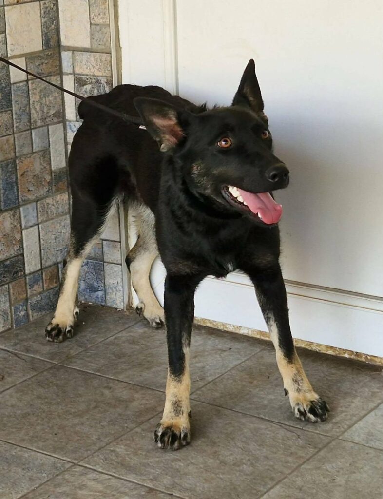 Schwarzer Hund mit braunen Pfoten