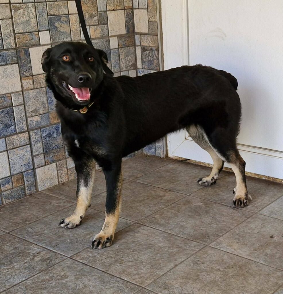 Schwarzer Hund steht freudig da