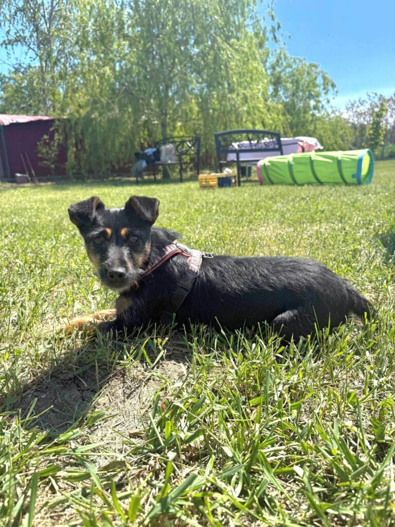 Kleiner Hund im Gras