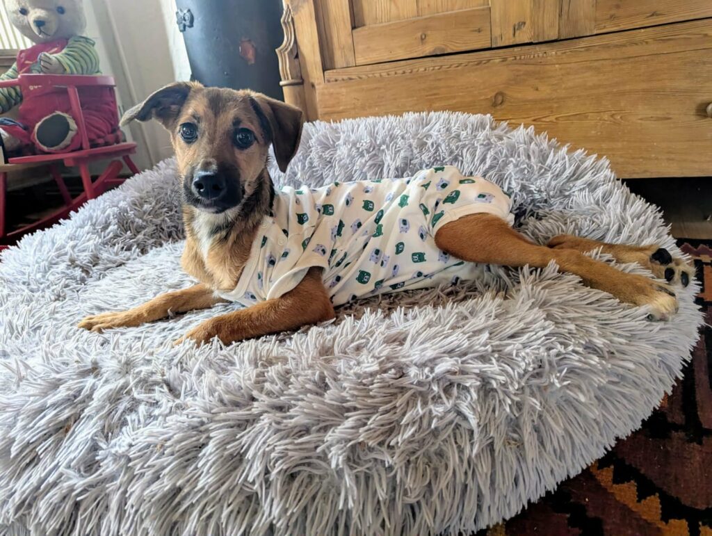 Hund im süßen Outfit