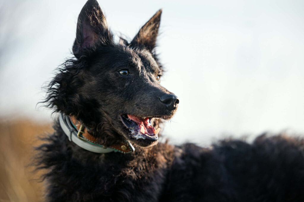 Schwarzer Hund mit zotteligem Fell
