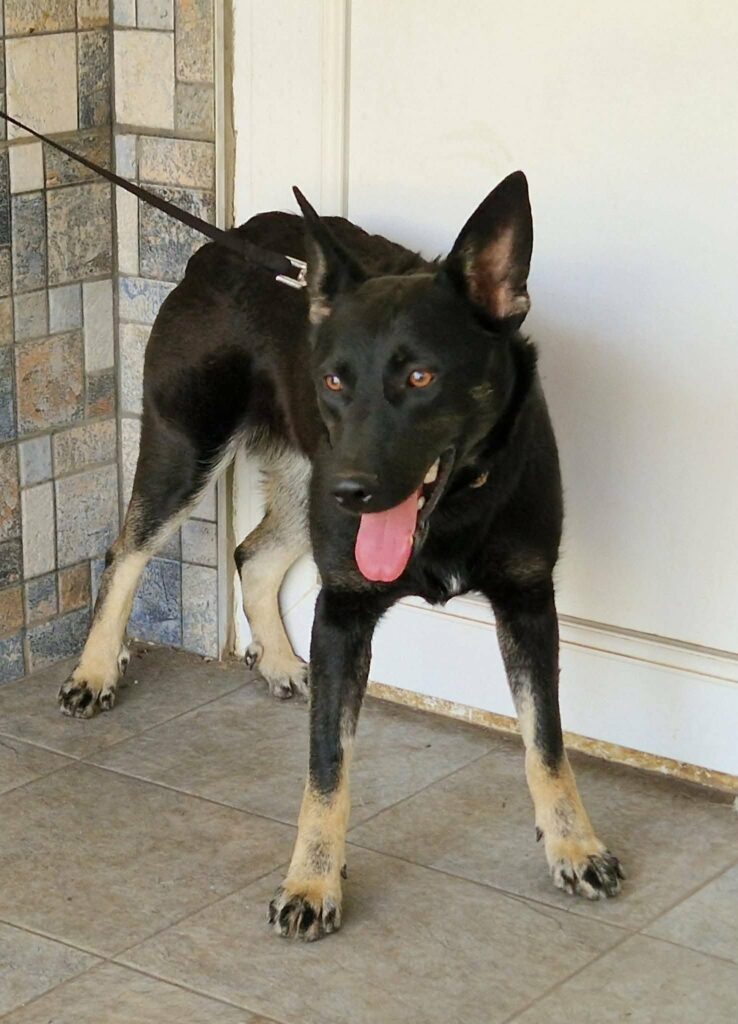 Schwarzer Hund mit tanfarbenen Beinen