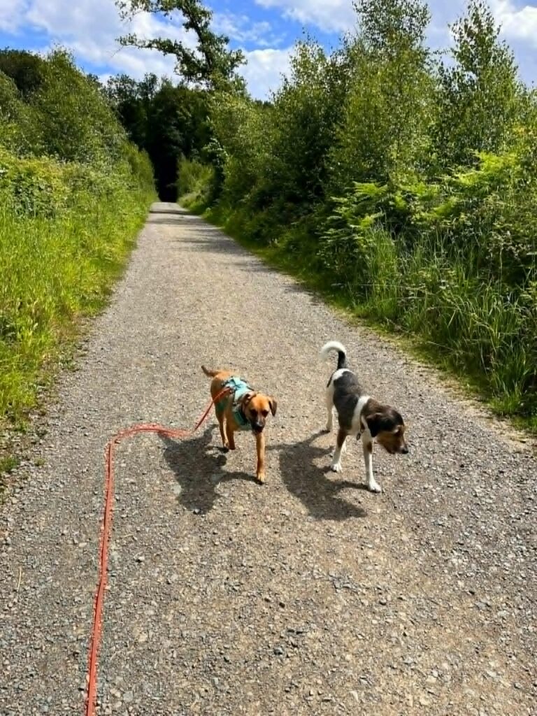 Hunde auf Waldweg
