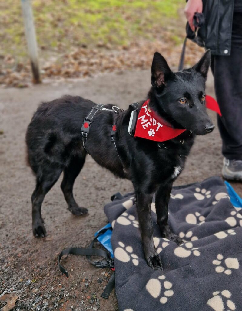 Schwarzer Hund mit Halstuch