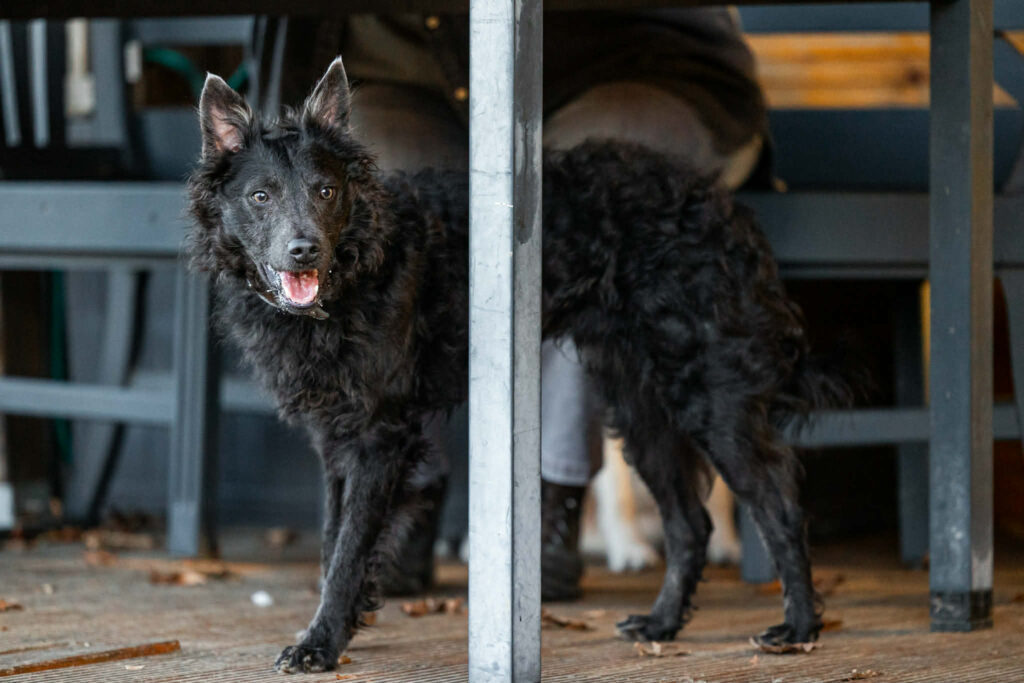 Schwarzer Hund unter Tisch