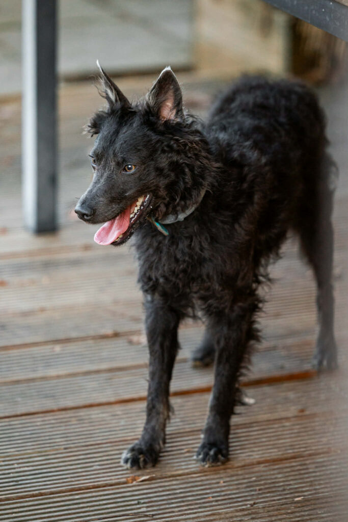 Schwarzer Hund steht auf Holz