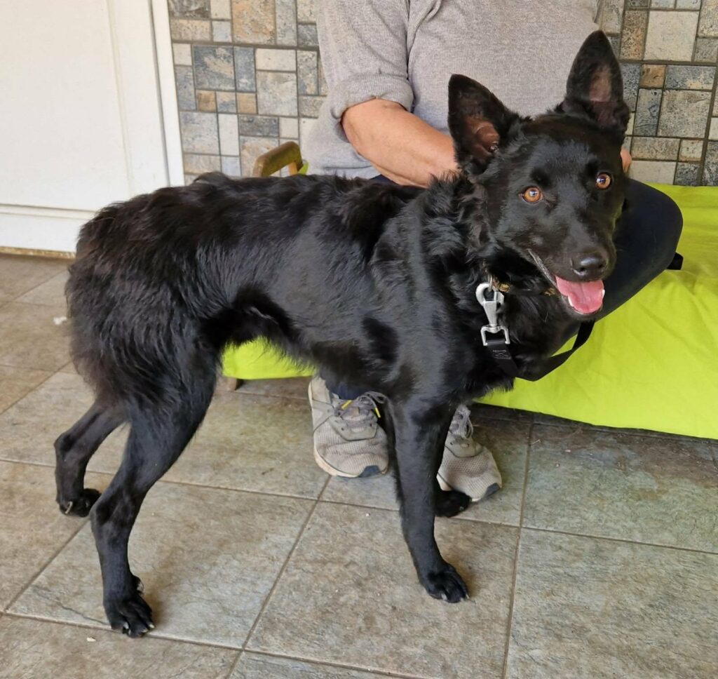 Schwarzer Hund steht auf Fliesen